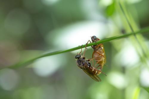 Coenomyia ferruginea